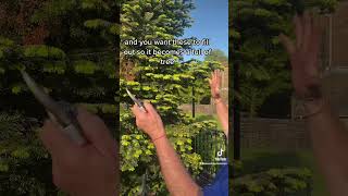 How to prune a Christmas tree #gardening #plants #gardeningforbeginners