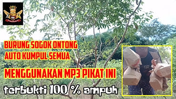 mikat burung sogon di kebun singkong menggunakan mp3 pikat ini dijamin dapat banyak