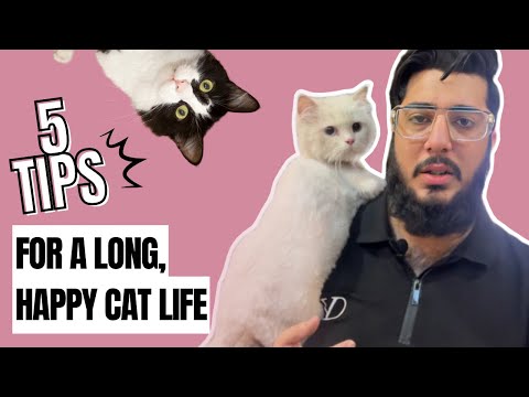 Maximize Your Cat’s Lifespan - Things You Do If You Wish Your Cat Live Longer