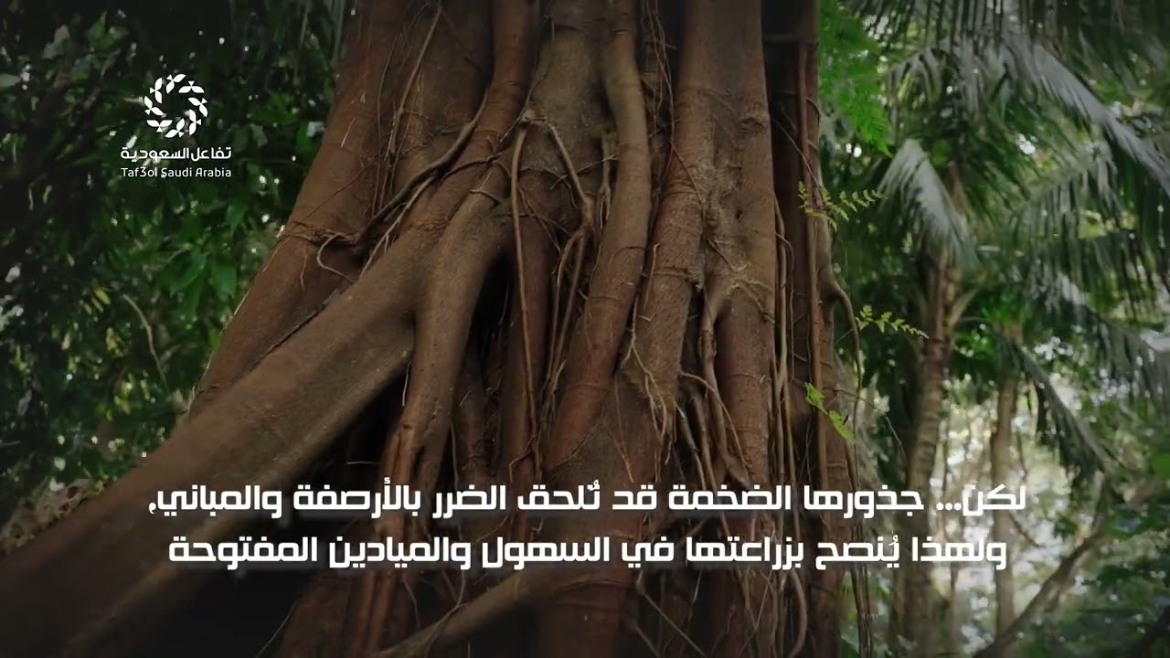 أسطورة الأشجار.. اللبخ والباوباب والسمر كنوز خضراء تتحدى الزمن في السعودية
