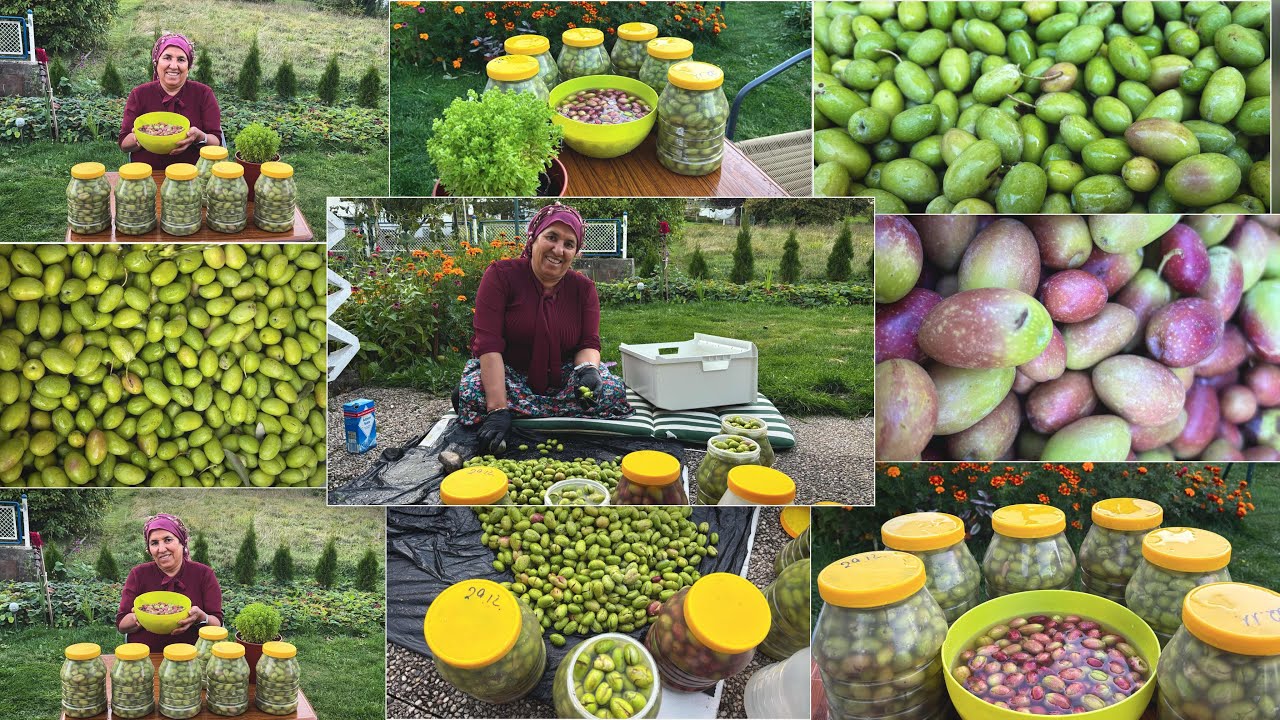 شوفو جبنا زيتون اخضر ( العفريني ) وعملنا كبس بطريقة صحيحة 100%😍 