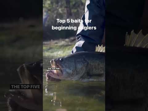 Video: Hva er det beste agnet for båndfisk?