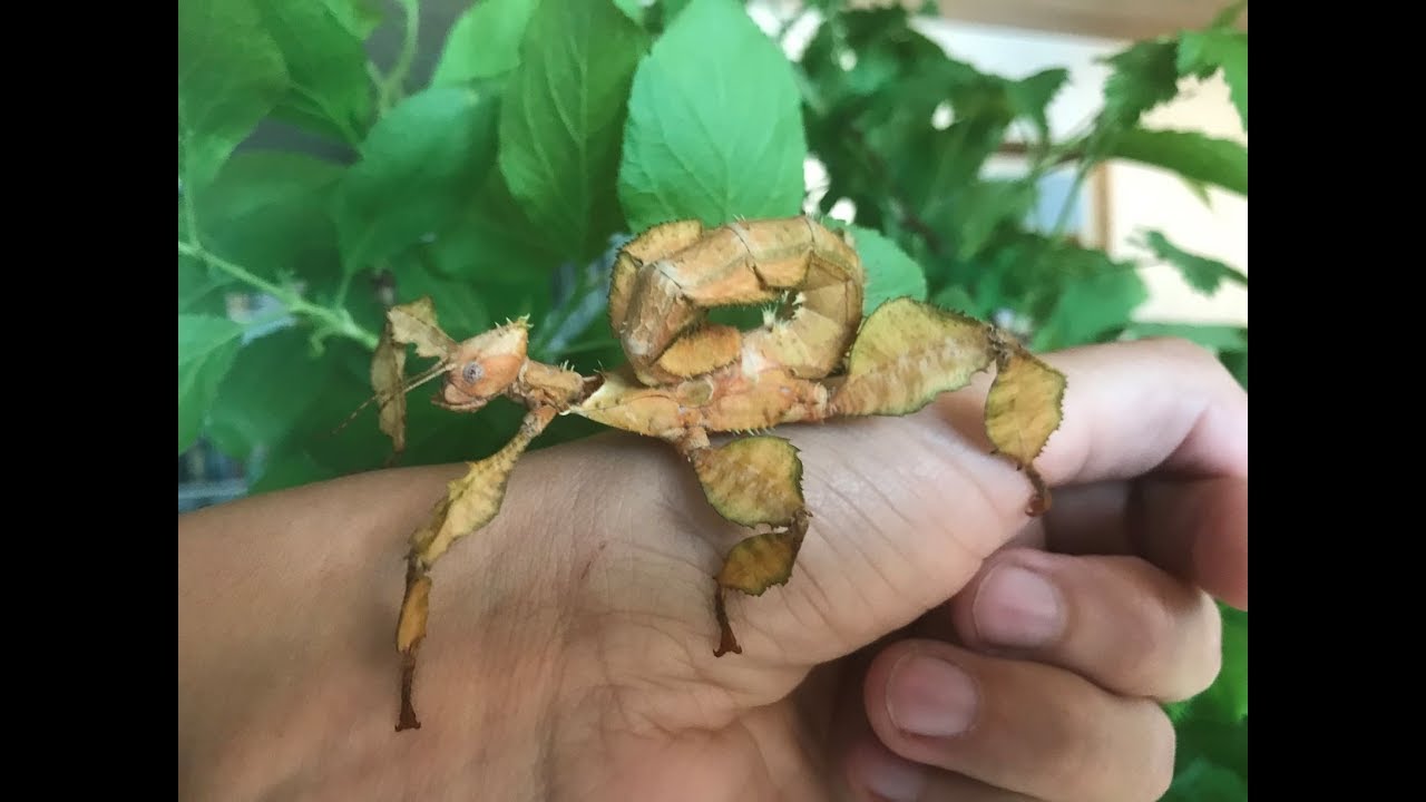 Hatching and Life of a Giant Prickly Stick Insect (Extatosoma tiaratum)