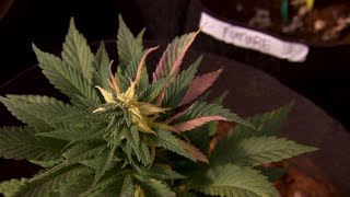 Federal Marijuana reclassification could reshape medical research and cannabis industry