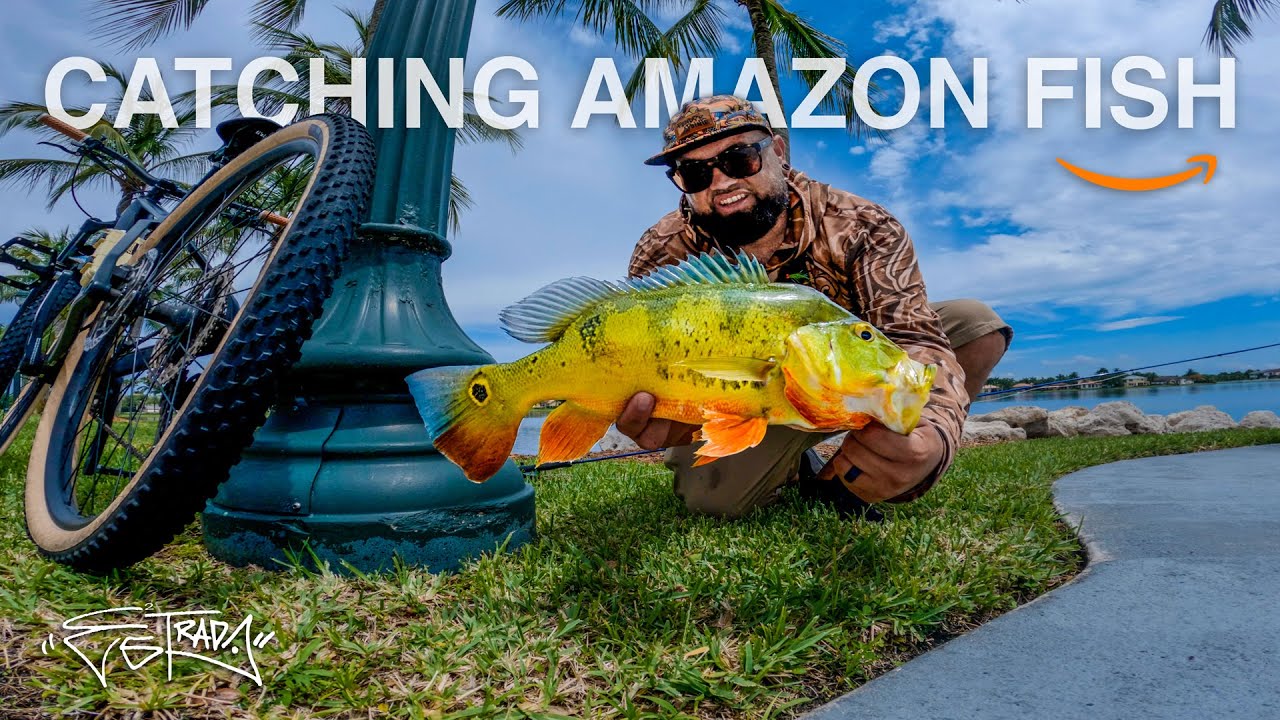 THESE FISH WERE EVERYWHERE! (Fly Fishing Miami for Big Peacock Bass)