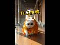 【#ねこ住職 第94話 諦めるから始めることができるんにゃ！な！？の巻】