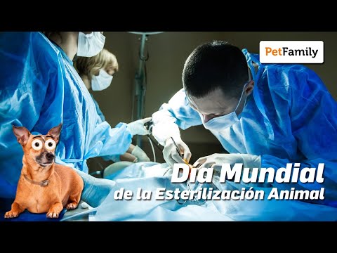 🐈 🐕 Día Mundial de la Esterilización Animal 👨‍⚕️ 👩‍⚕️