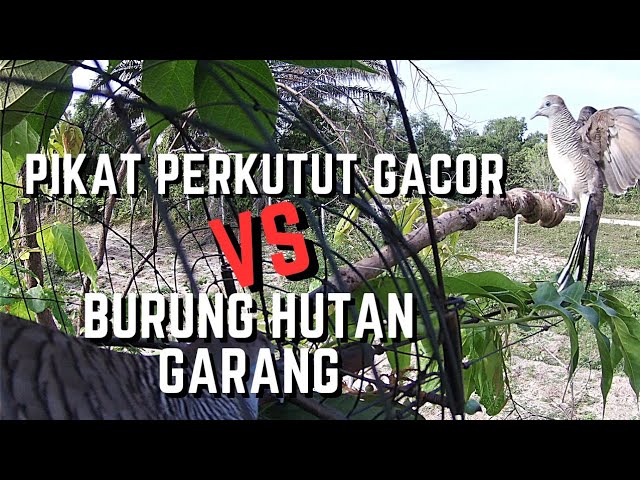 Pikat Merbok kampung / Pikat Perkutut  Gacor vs Burung Hutan Garang. class=