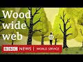 Secret life of trees: how they talk to each other - BBC World Service