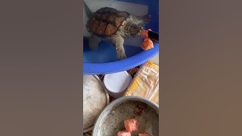 Rùa đuôi cá sấu được ăn mồi rất ngon #videoshorts