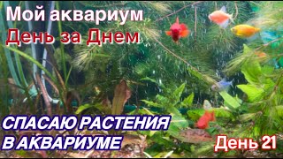 Аквариумные растения выращиваю без химии. День за днем. День 21. #аквариумистика #аквариум #растения