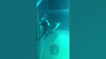水族館員がサメに れる瞬間 