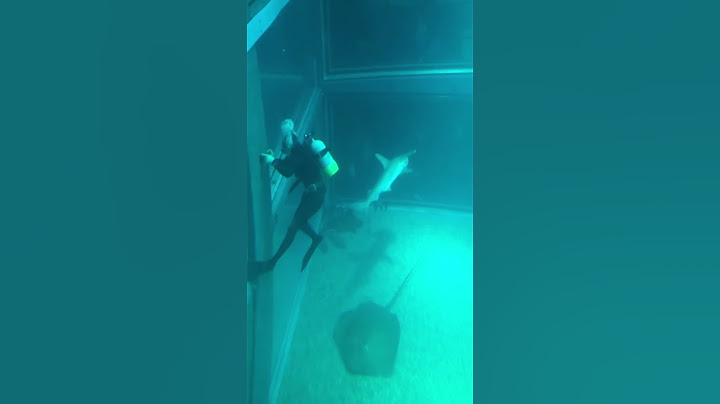 【！！！】水族館員がサメに○○○れる瞬間