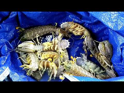 Udang Heko