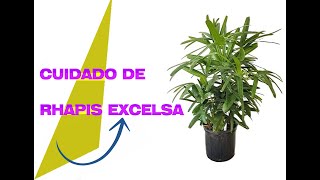 CUIDADOS DE LA RHAPIS EXCELSA - YouTube