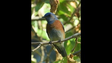 SoCal A Rocha: Western Bluebird Nestbox Inspection