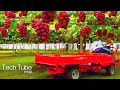 Amazing Grape Farming  And Grape Picking Technology | Grape Harvest Machine