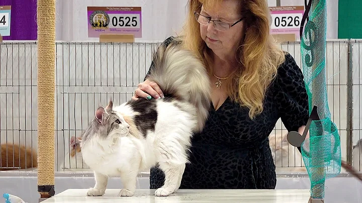 Video 837791: maine coon cat kitten, longhair cat kittens, maine coon cats show, cfa international cat show