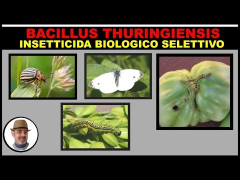 Video: Prodotti Bacillus Thuringiensis - Suggerimenti per l'utilizzo di Bt in giardino