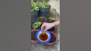 Cách nhân giống cúc mâm xôi bằng phương pháp giâm cành