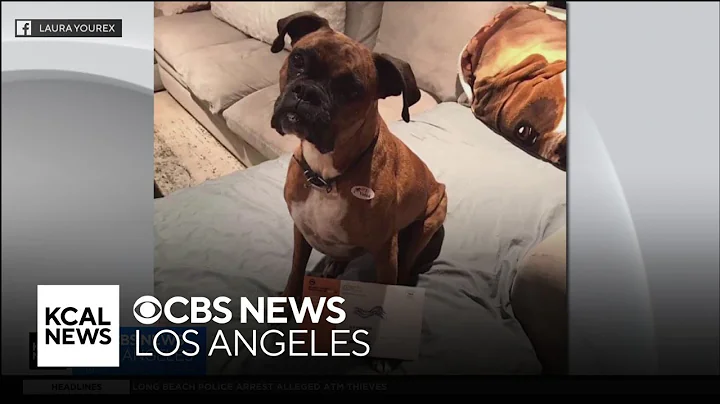 Orange County woman charged for illegally registering dog to vote in 2021, 2022 elections