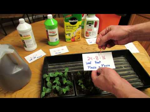Video: Fertilizers For Seedlings Of Tomatoes And Peppers: Store And Home Dressings