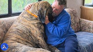 He Found An 185 Lb English Mastiff Under His Car Hood What His Wife Did Next