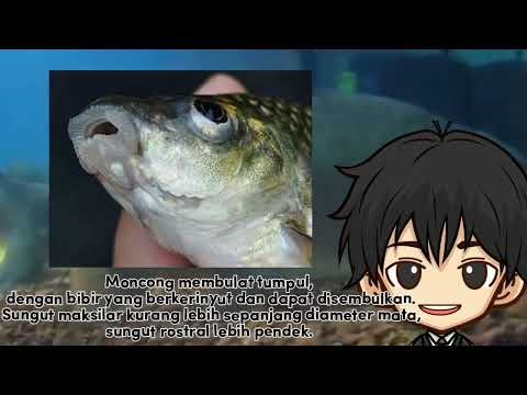 Morfologi, Klasifikasi dan Sebaran ikan Nilem Osteochilus vittatus by Ryan Syehan R