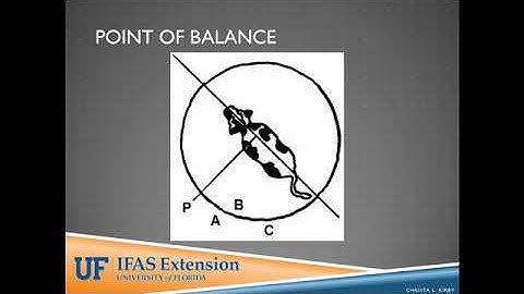 Quiet Handling of Beef Cattle for Reproductive Efficiency