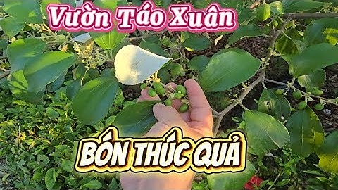 VƯỜN TÁO XUÂN KHÔNG THẮP ĐIỆN ĐÃ ĐỦ QUẢ SAI CHI CHÍT I NÚI ĐỒI LỤC NGẠN