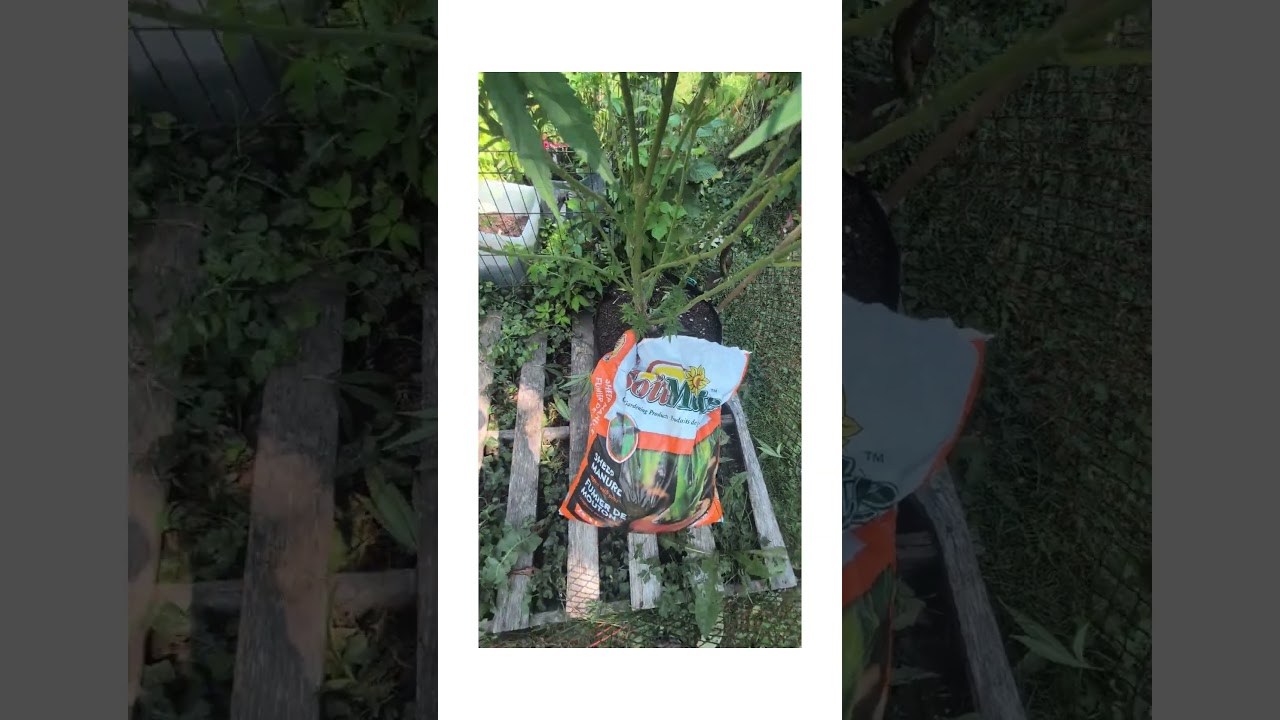 Old Man Grow Trick 💩 | Nicole Kush Gets a Boost