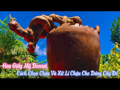 Video Hoa Giấy Mỹ Bonsai__Cách Chọn Chậu & Xử Lí Chậu Hợp... - youtube