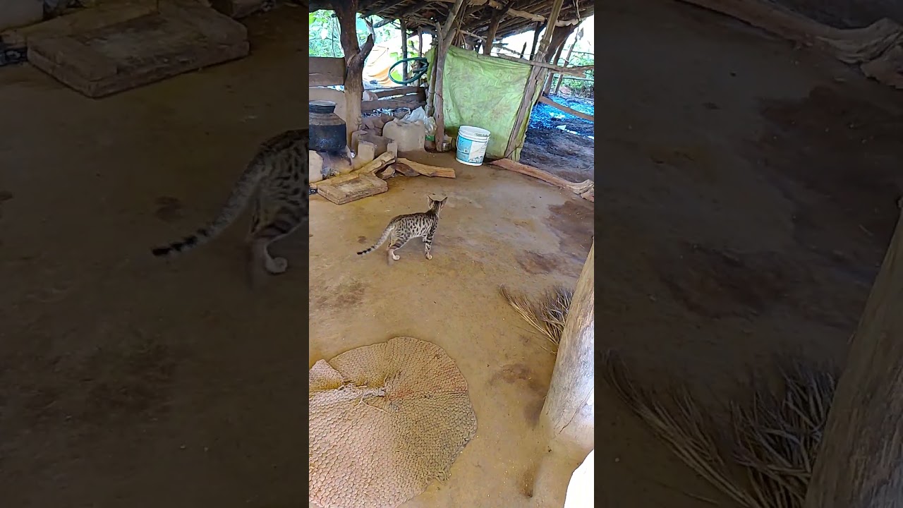 cat aangan mai ghumte hua ||cat give the smile channel....