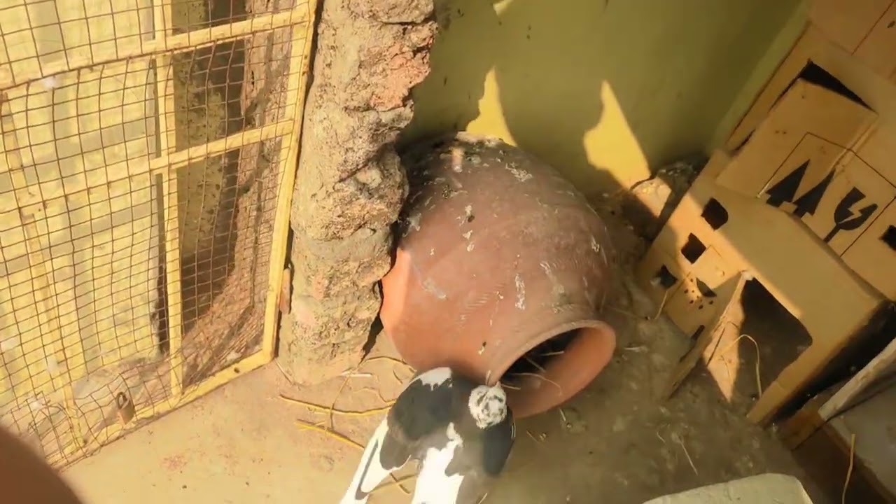 Assalamualaikum to all ☝️#pigeon #likeandsubscribe #vlog 