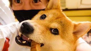 最高にかわいい豆柴を見つけちゃいました！