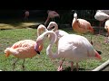 Flamingos Earth Day LA Zoo Los Angeles California April 22, 2026 Conservation Animals