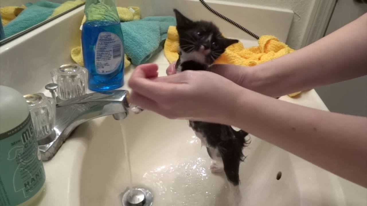 5 Week Old Foster Kittens Get Baths! (one had an accident in the kennel