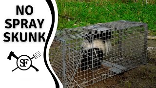 Surprise Skunk Trapped! Spray Proof Release Method