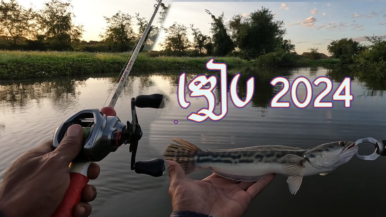 Snakehead bass fishing ត្រីចាប់ផ្តើមចេញបណ្តើរៗហើយ |ទើបបបក់បានត្រីឌៀបដំបូងប្រចាំឆ្នាំ 2024