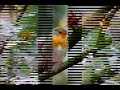 robin lullaby