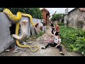 Brave Girl Confronts Giant Python in Abandoned House