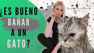 ¿HAY QUE BAÑAR A LOS GATOS? | Encantadora de Gatos