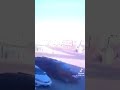 شاهد لحظة مهاجمة كلاب ضالة لطفلة في السعودية