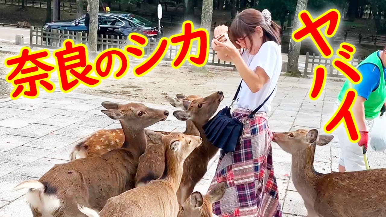 奈良公園で鹿に囲まれた 鹿せんべいを持ったら逃げて 奈良県 Nara Sightseeing Nara Park Deer Youtube