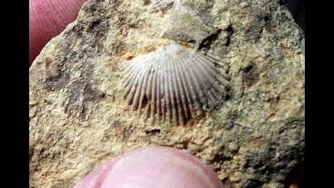 Brachiopods
