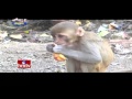 People Fear About Monkeys | Monkeys Hulchal in Nagarkurnool Dist |Jordar News | HMTV