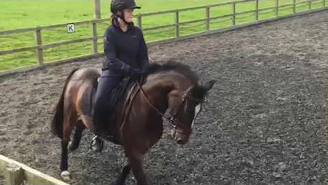 Smartie flatwork training