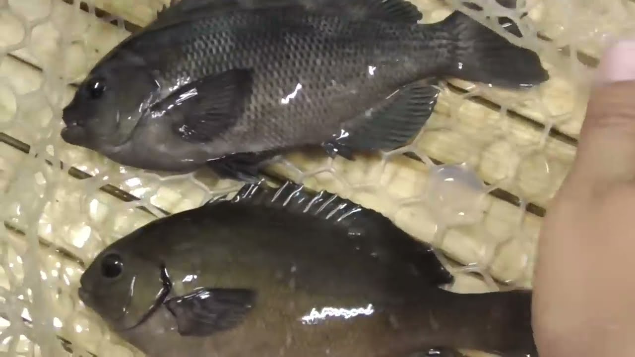 メジナという魚の味や料理 寄生虫についても たべるご