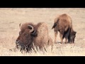 A bison just chillin&#39; at Custer State Park in SD