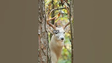 Whitetail Rut Hunting 101 #hunting #whitetailhabitat #whitetaildeer #rut